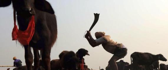 Gadhimai animal sacrifice festival in Bariyarpur