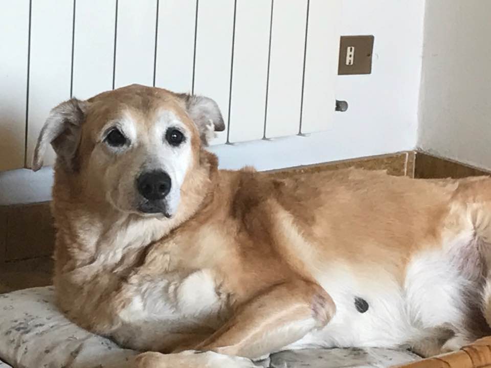 19601136_10213742883872506_6622581349327292059_n